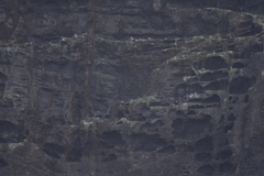 Sterna vittata bethunei