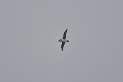 Procellaria cinerea