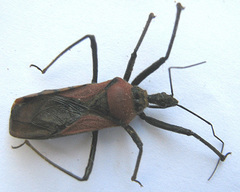 Rhynocoris segmentarius