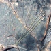 Drimia stenocarpa - Photo (c) Steven Molteno, algunos derechos reservados (CC BY-NC), subido por Steven Molteno