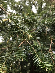 Taxus baccata