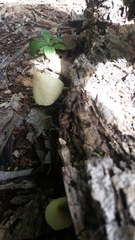 Leucocoprinus birnbaumii