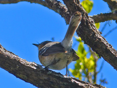 Chasiempis sclateri