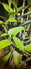 Smilax riparia