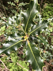 Ilex aquifolium