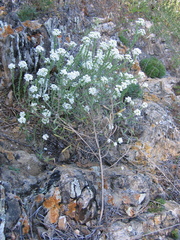Stevenia alyssoides