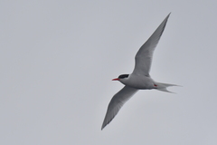 Sterna vittata bethunei