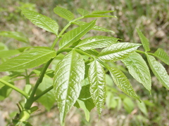 Fraxinus