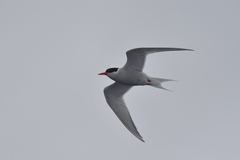 Sterna vittata bethunei