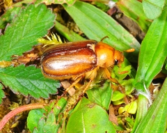 Rhizotrogus aestivus