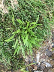 Tripolium pannonicum