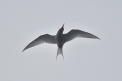 Sterna vittata bethunei