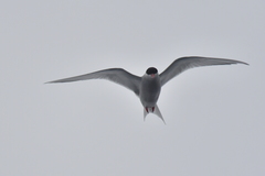 Sterna vittata bethunei