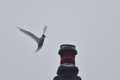 Sterna vittata bethunei