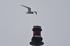 Sterna vittata bethunei