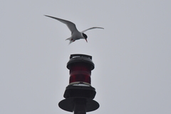 Sterna vittata bethunei