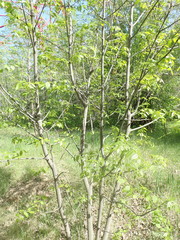 Fraxinus
