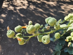 Abutilon angulatum