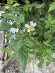 Bidens alba