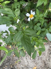 Bidens alba