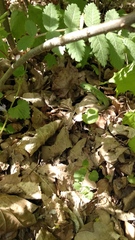 Lacerta agilis