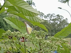 Appias lyncida vasava