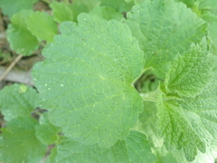 Ballota nigra