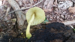 Leucocoprinus birnbaumii