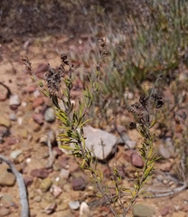 Teucrium africanum