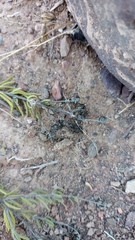 Teucrium africanum