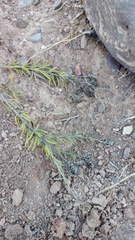 Teucrium africanum
