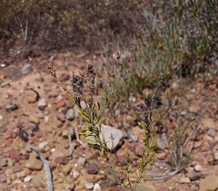 Teucrium africanum