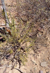 Teucrium africanum