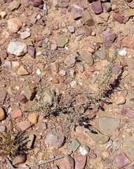 Teucrium africanum