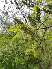 Salix