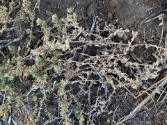 Tidestromia carnosa
