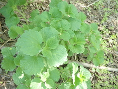 Ballota nigra