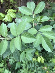 Sambucus nigra