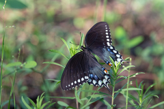 Papilio troilus image