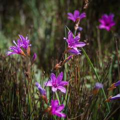 Dierama pauciflorum