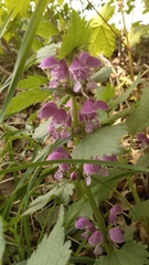 Lamium maculatum