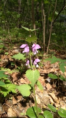 Lamium maculatum