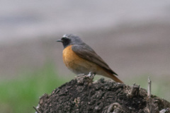Phoenicurus phoenicurus