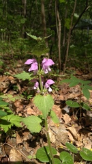 Lamium maculatum