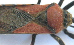 Rhynocoris segmentarius
