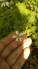 Rabelera holostea