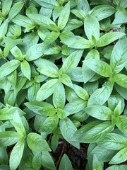 Mercurialis perennis