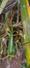 Cyrtochiloides