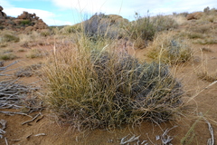 Tenaxia disticha