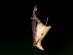 Rhomphaea nasica
